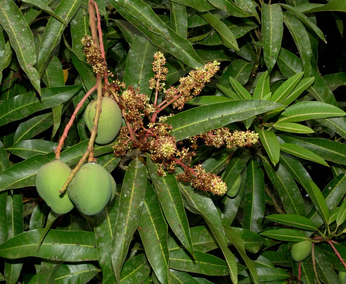 Mango
